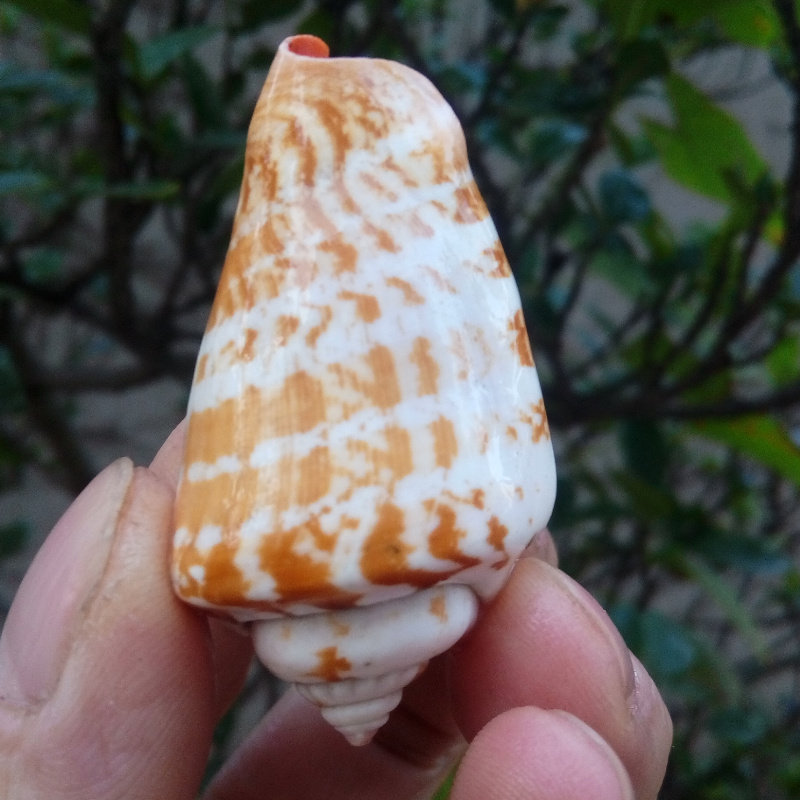 海螺贝壳红口红娇凤凰鱼缸水族造景地台地中海海螺