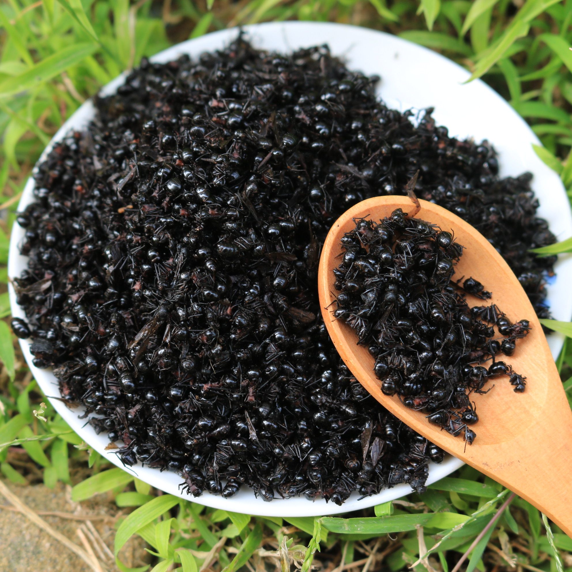 广西横县山黑蚂蚁中药材正品拟黑多刺干泡酒料500g蚂蚁