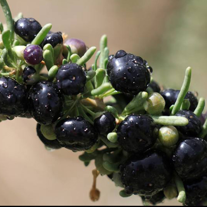 新疆特产尉犁县枸杞100g枸杞原浆