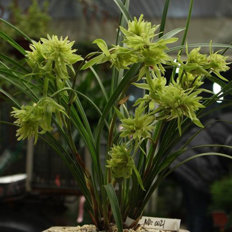 兰花非凡花苗春兰大唐盛世奇花浓香香型花卉花卉