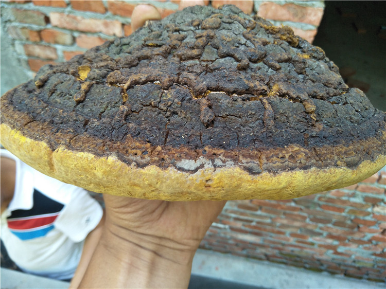 西藏桑树桑黄骗人的 纯野生桑树桑黄灵芝 特大桑树桑黄金边桑黄