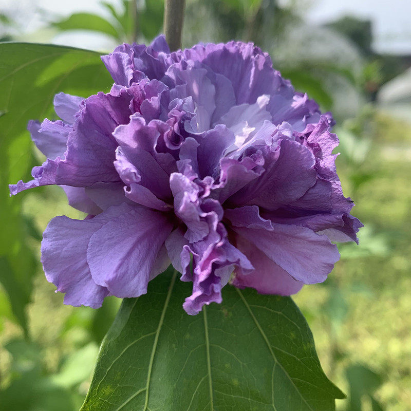 盆栽正品日本大花重紫玉木槿阳台庭院绿植花卉观叶