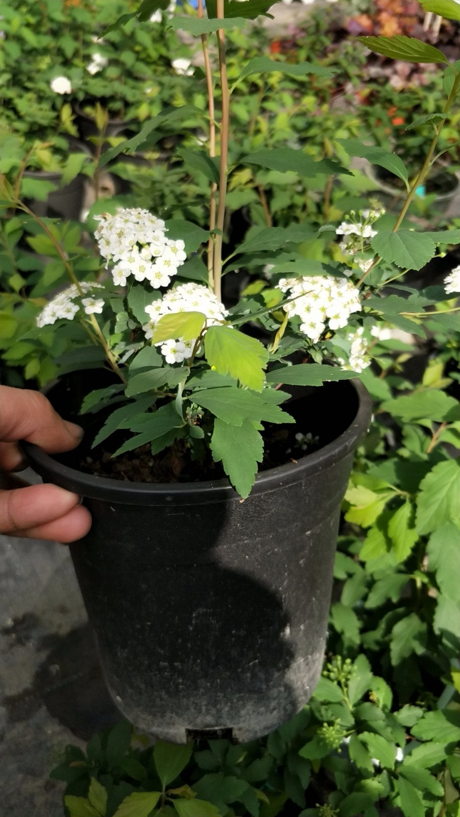 金焰金山菱叶绣线菊花花卉绿植多年生户外庭院观叶