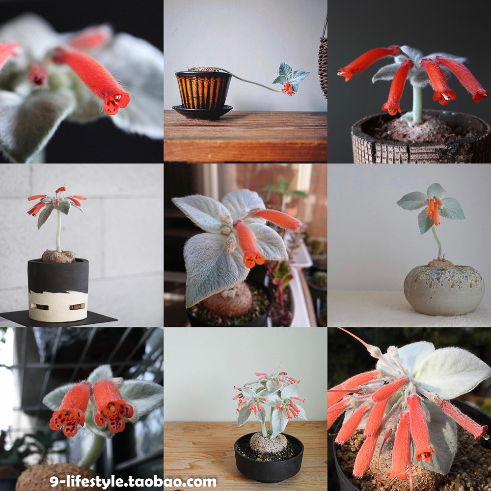 【多肉植物】断崖女王断崖皇子断崖王子断崖亚瑟王 多肉植物d1