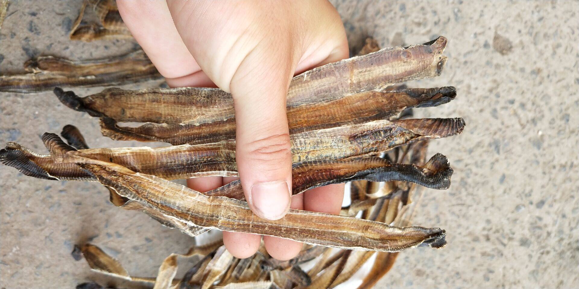 野生全开广地龙小地龙 蚯蚓干整条地龙中药材 地龙干新货100g包邮