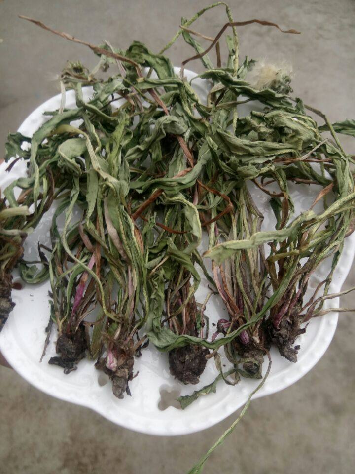 野生蒲公英整棵晒干中药材500g 婆婆丁蒲公英根茶新货 带根 包邮