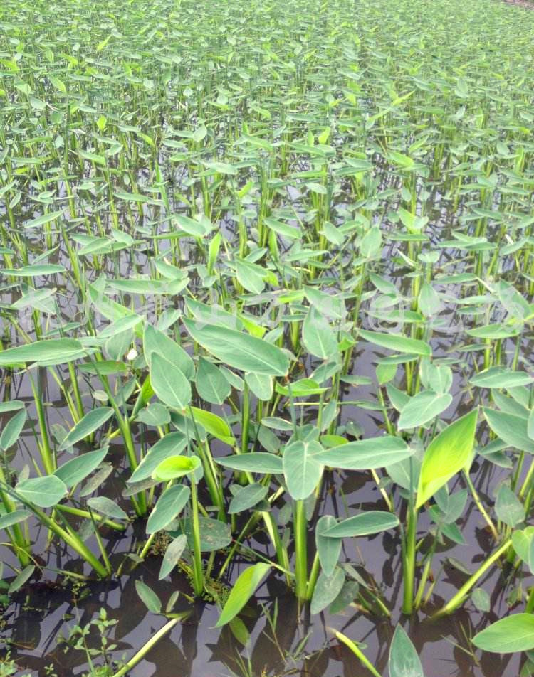 植物水生花卉再力花苗池塘绿化人工湿地挺水花卉