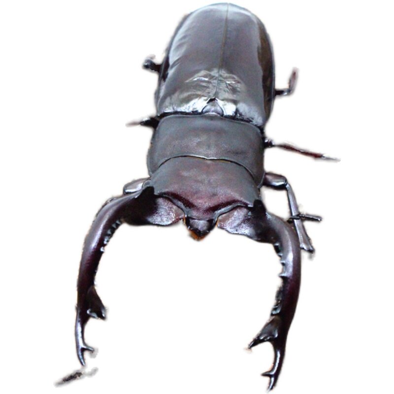 斯特叉角形虫hfk成虫幼虫另有独角其他爬虫