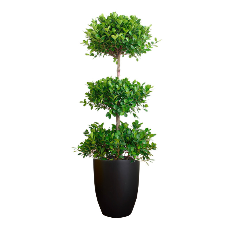 金钱石家庄同城配送三层榕树摇钱树绿植盆栽客厅大型绿植