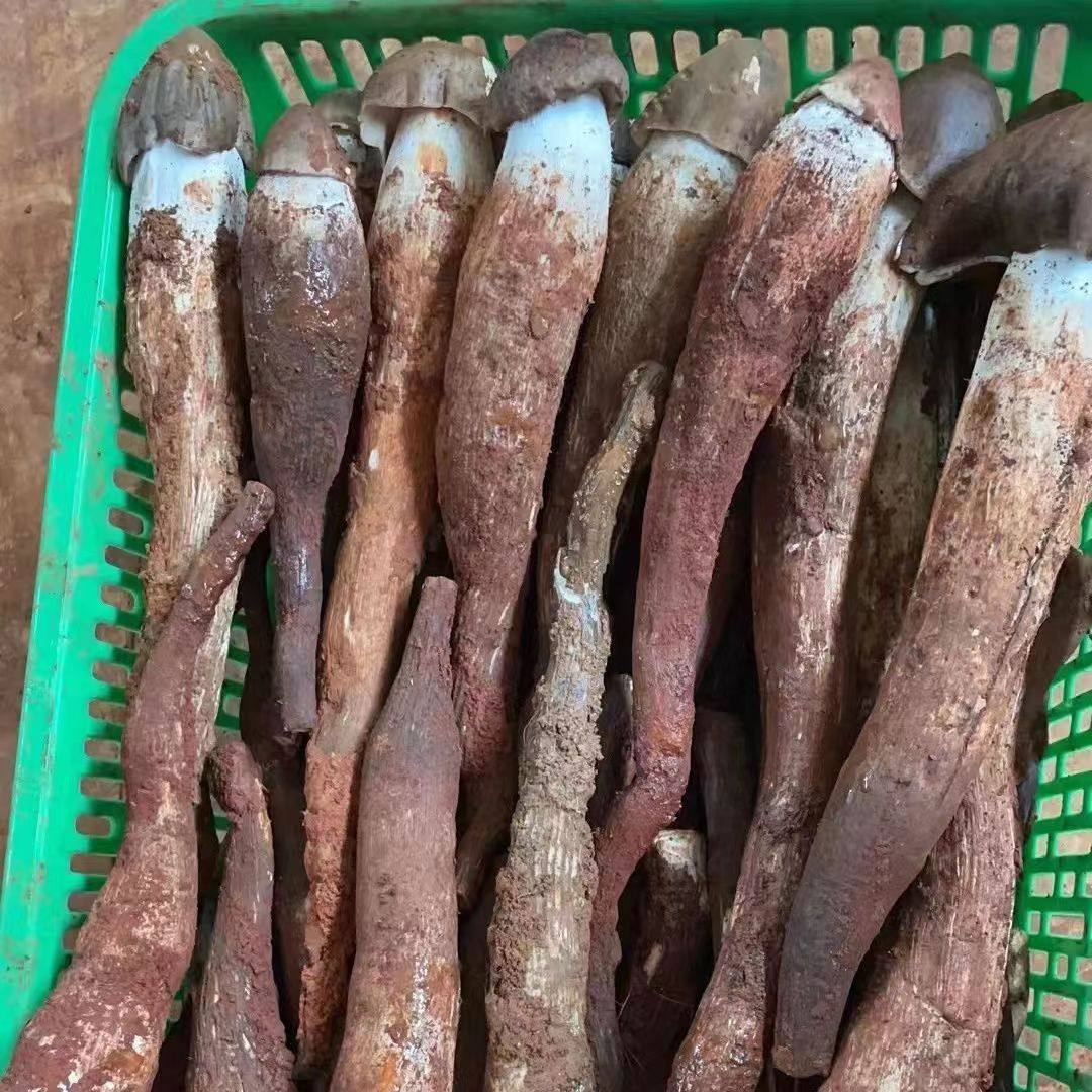 新鲜野生鸡枞菌伞把三八三塔火把鸡棕荔枝菌鸡新鲜松茸