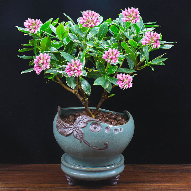 金边瑞香盆栽阳台室内植物好养观花净化空气绿植户外