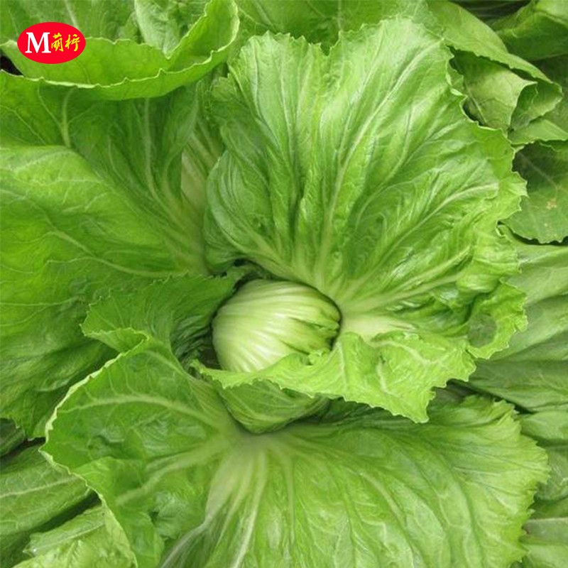 芥菜11号大肉肉包心芥种子种籽客家腌制酸菜家庭园艺种子