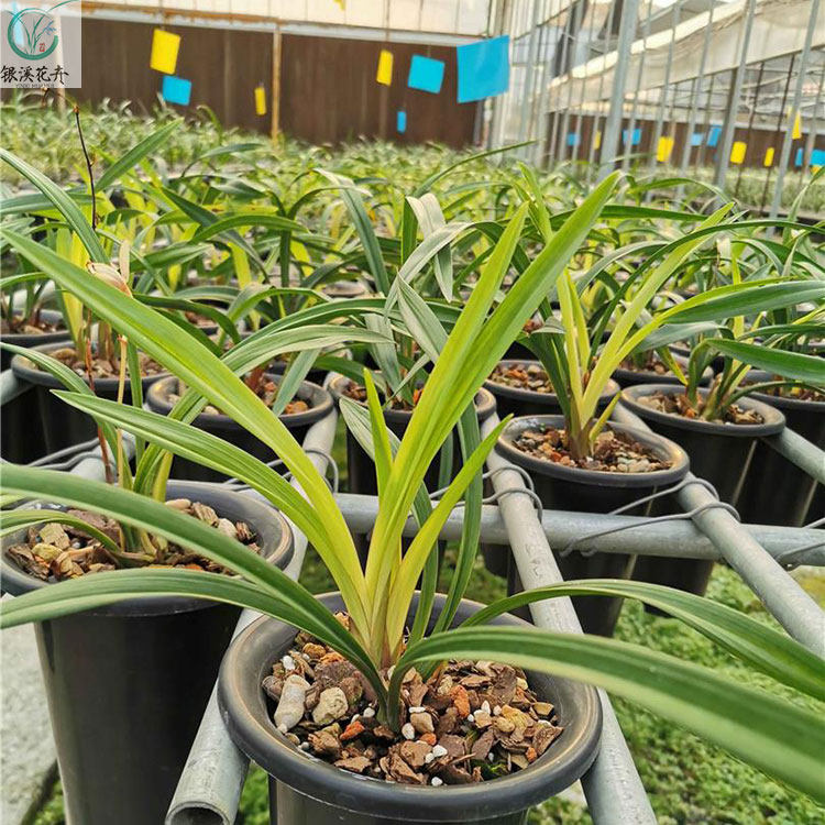 连城兰花金奖四季新秀秀时尚新品种建兰红花东方红时令草本花卉