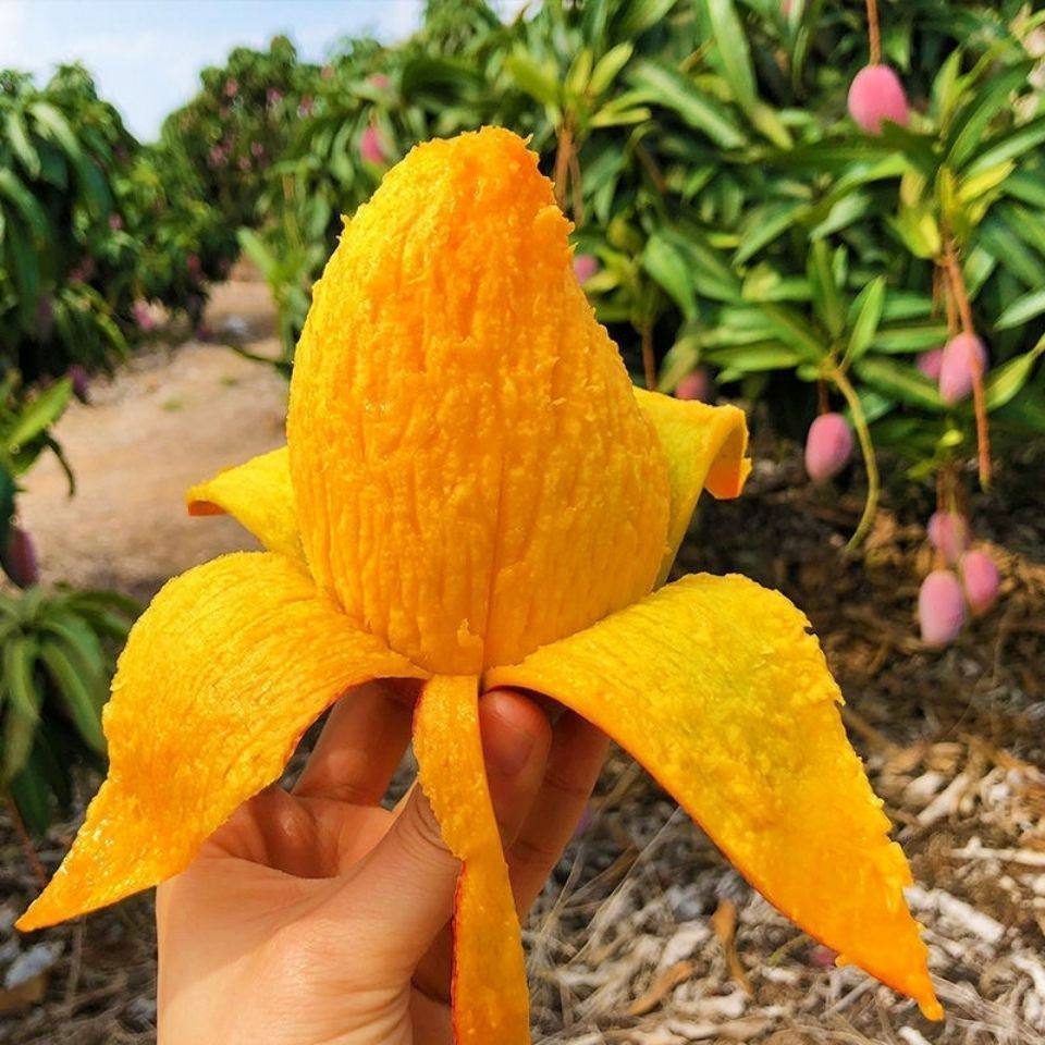 海南超甜箱包果整孕妇芒果红皮好吃红金龙贵妃芒果