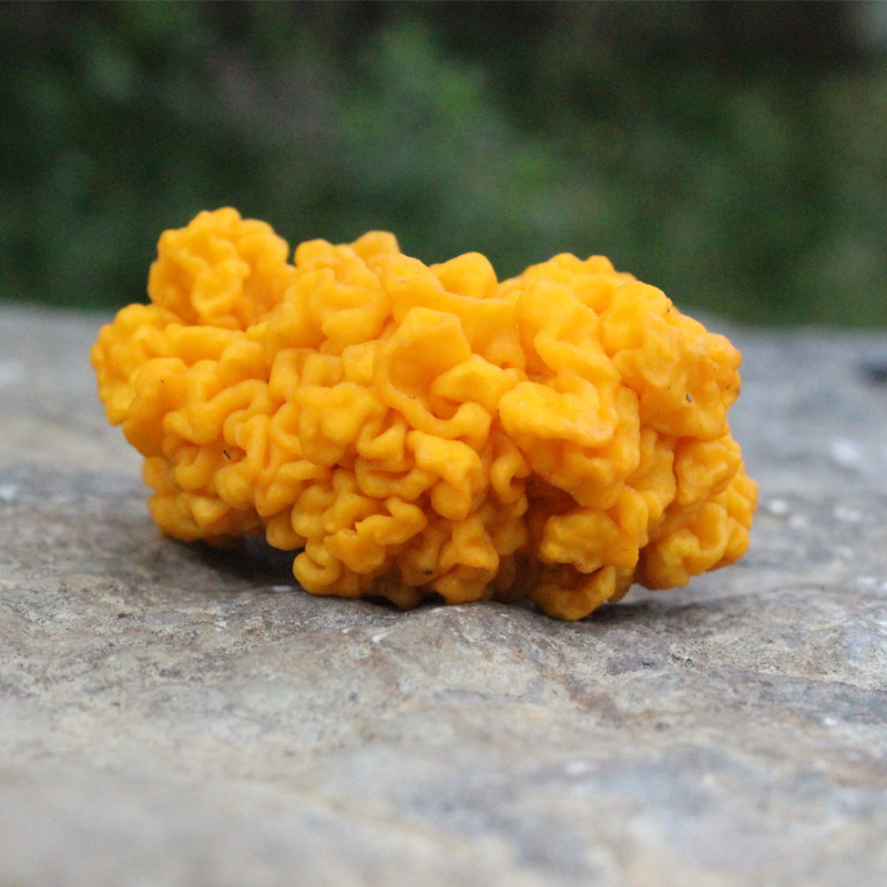 云南野生菌新鲜金耳菌黄金耳新鲜蘑菇食用菌煲汤汤水料500g