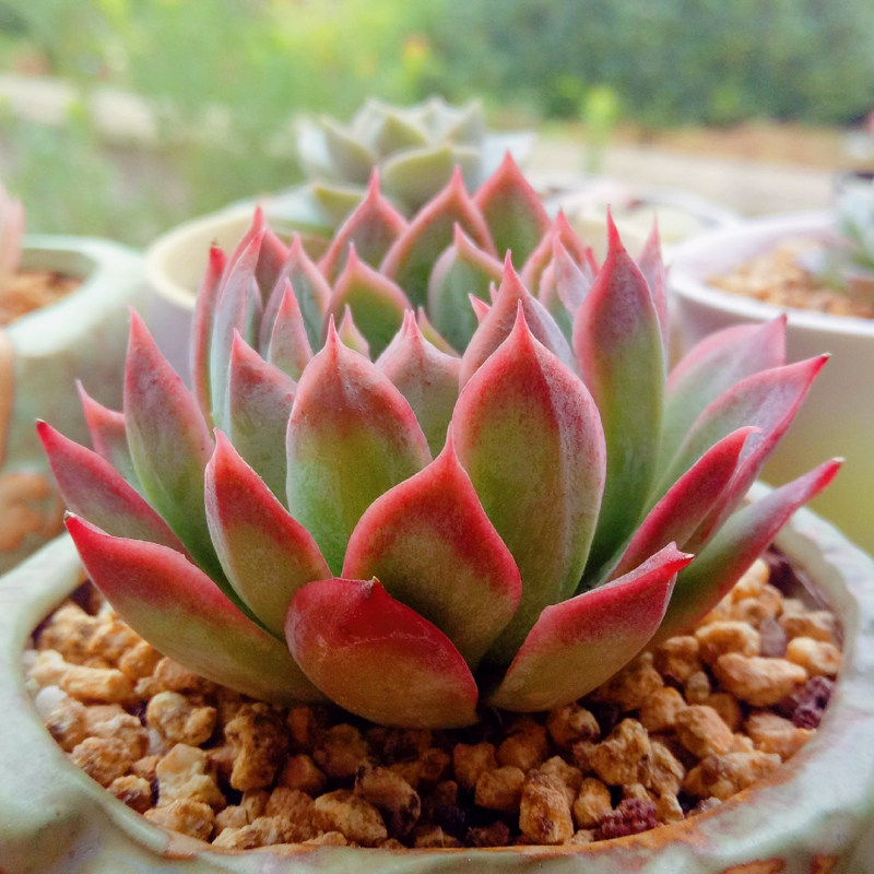 秋宴多肉植物组合盆栽办公办公室室内桌面绿植多肉植物