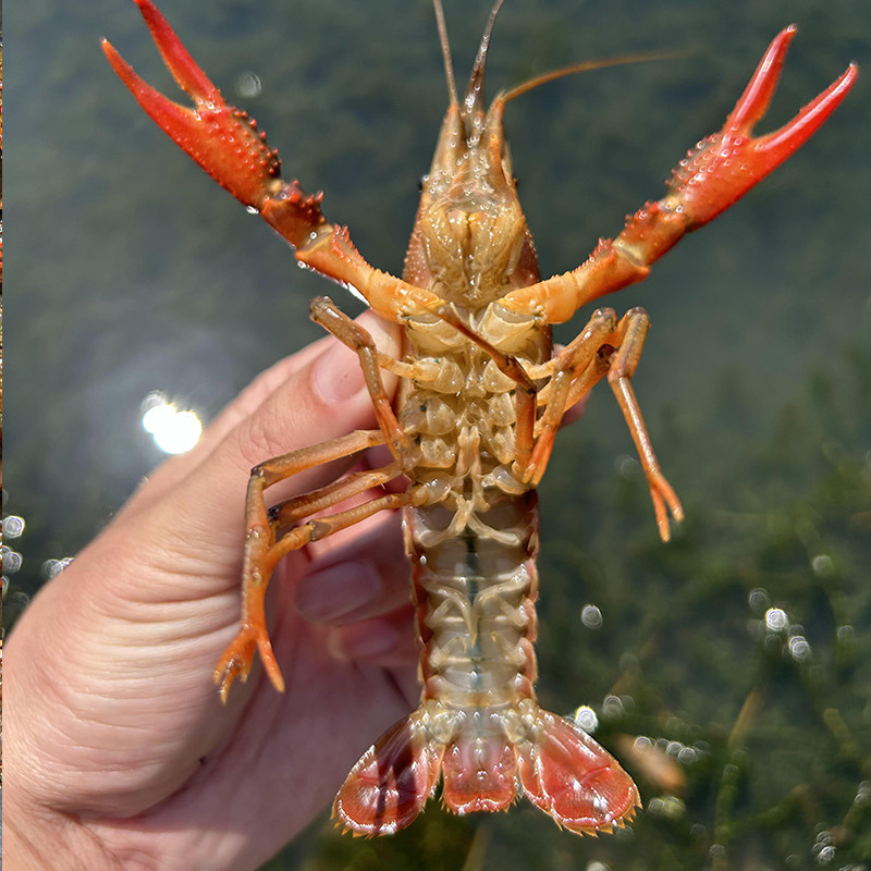小龙虾炮头一两以上商务宴请精品特大红壳清水活虾