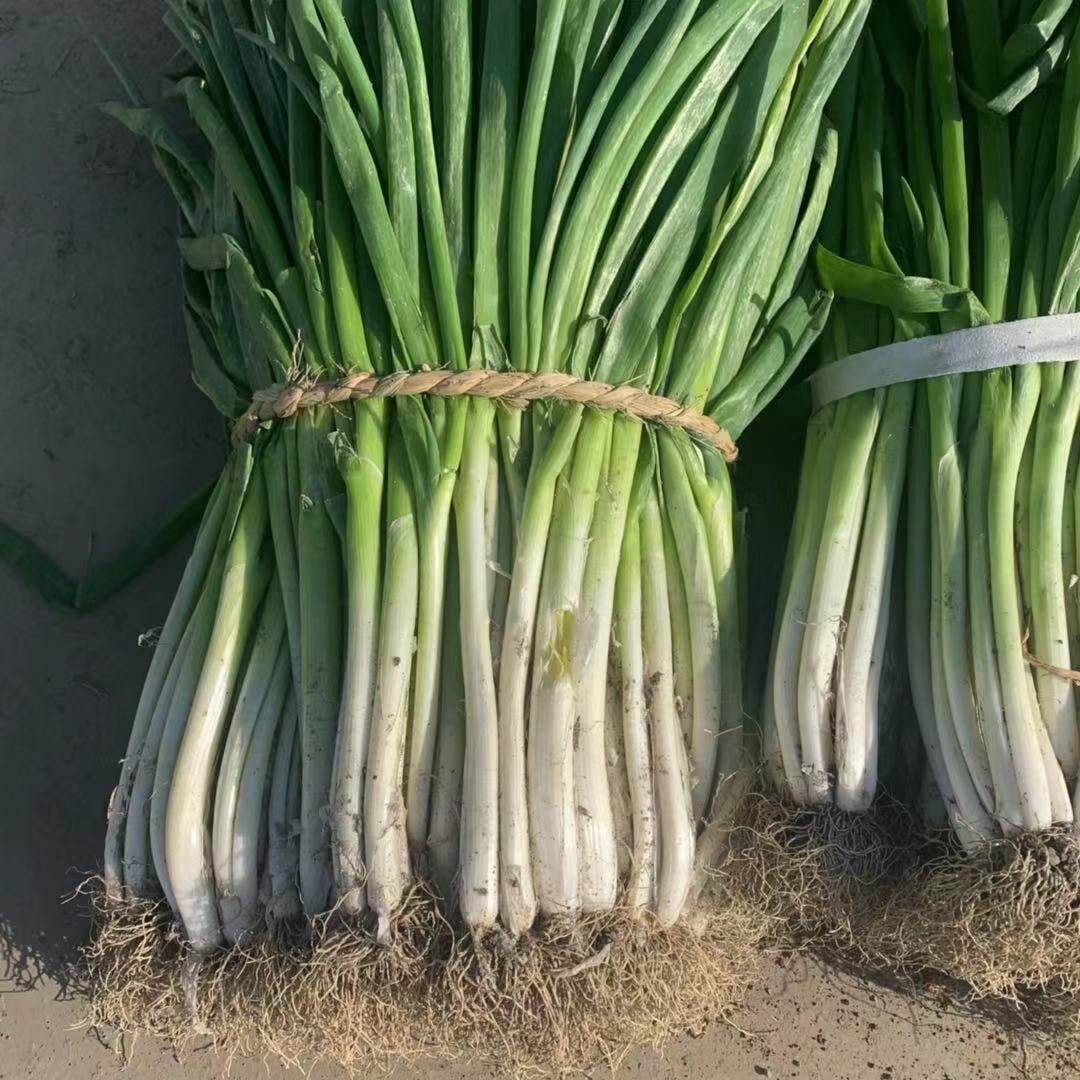 新鲜蔬菜5斤包邮河南白皮葱粗葱黄葱白小香葱类