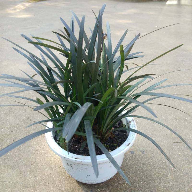 麦冬四季黑麦黑龙盆栽栽花多年生草本地被植物绿植