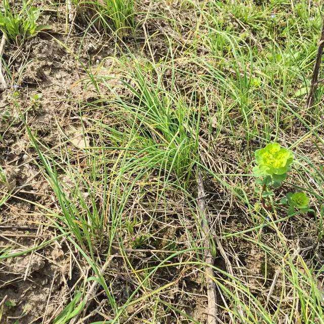 四川正宗野生新鲜小野葱 野青儿 现挖现发野菜带泥野葱500g包邮