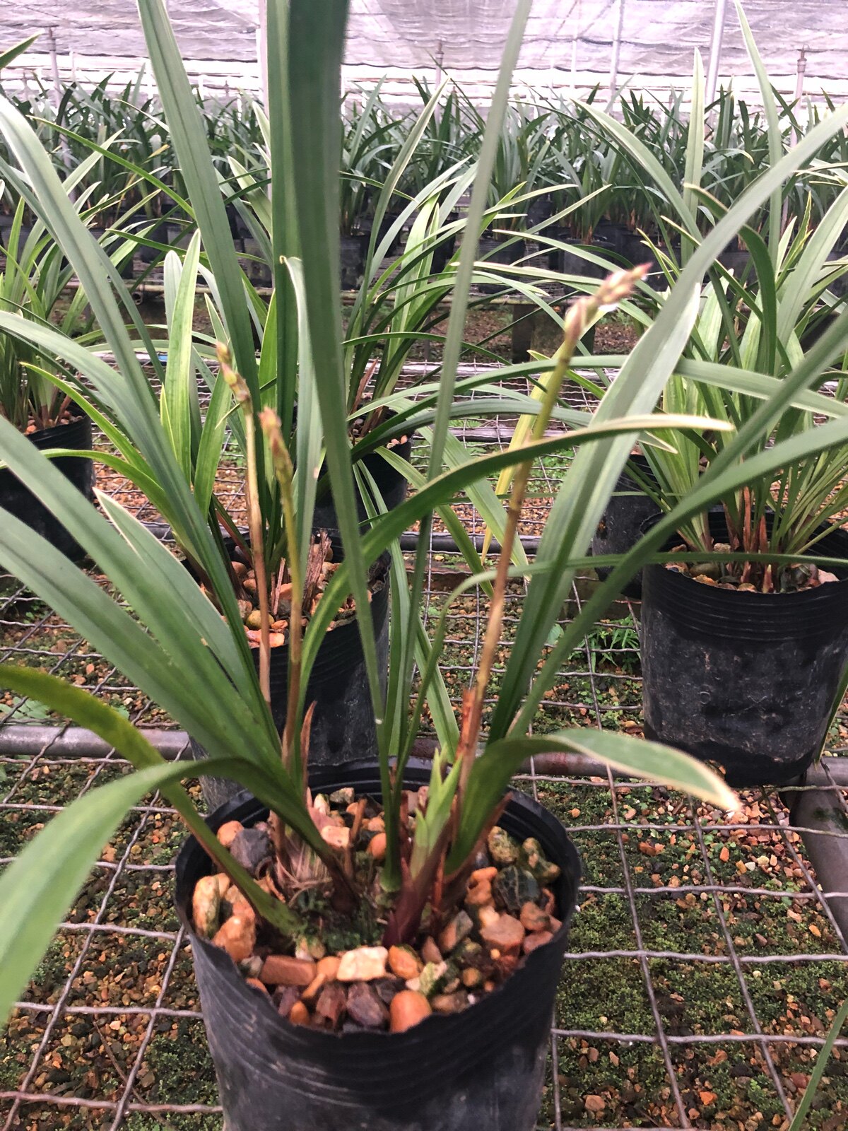 建兰小桃桃红兰花玉华金边浓香夏带花苞四季花卉