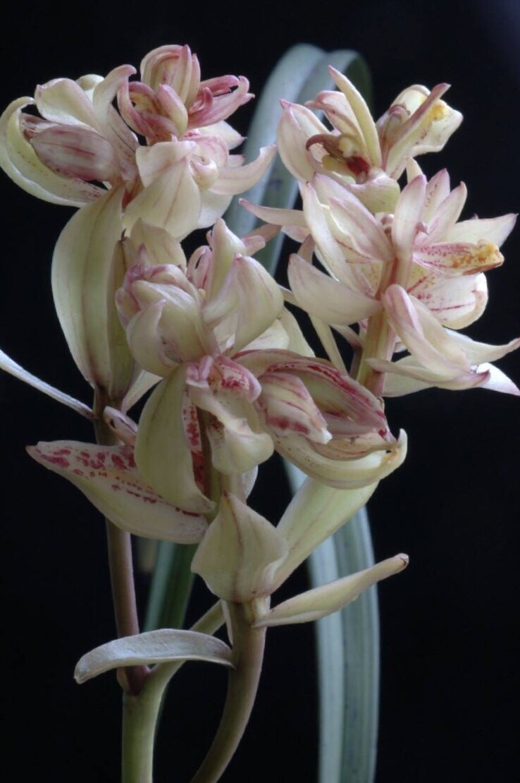 集合大凤红大市长奇蝶富山兰花苗带四季15元时令草本花卉