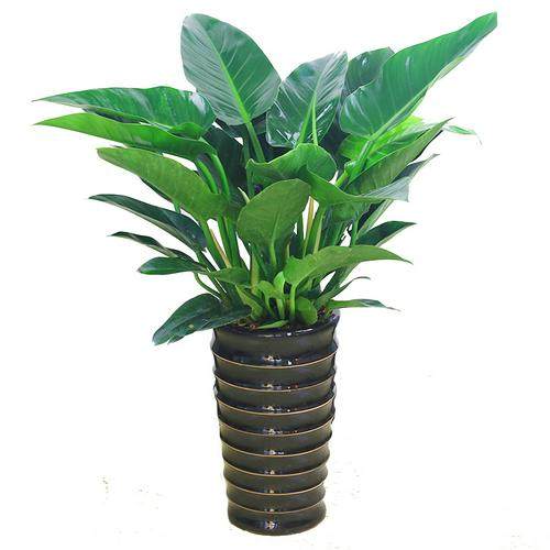 大金金钻盆栽室内客厅办公室绿植大叶红钻植物大型绿植