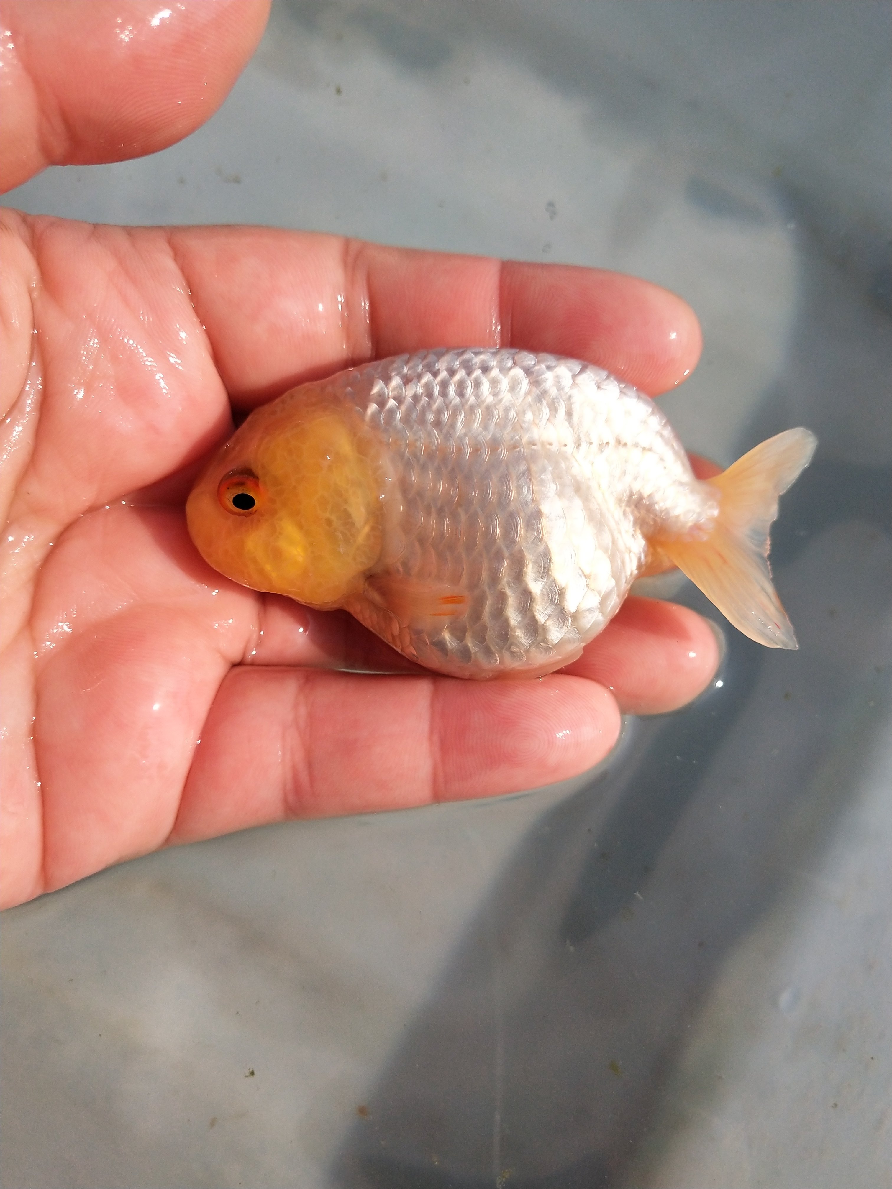 金鱼精品活体兰寿红白白花观赏鱼狮头蝶尾宠物鱼