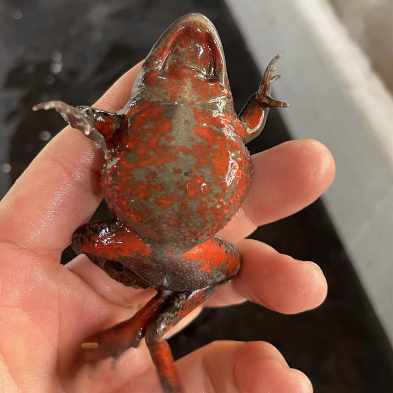 蛤蟆石蛤蟆东北活林蛙哈什蚂哈士蟆500克全母红肚其它雪蛤制品