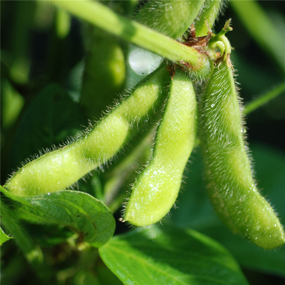 水色黑豆衣印染草木染diy材料天然植物染料绿色环保新品-来自店铺【水