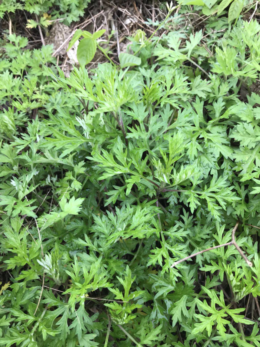 小叶艾草盆栽食用艾叶种植阳台野生花卉