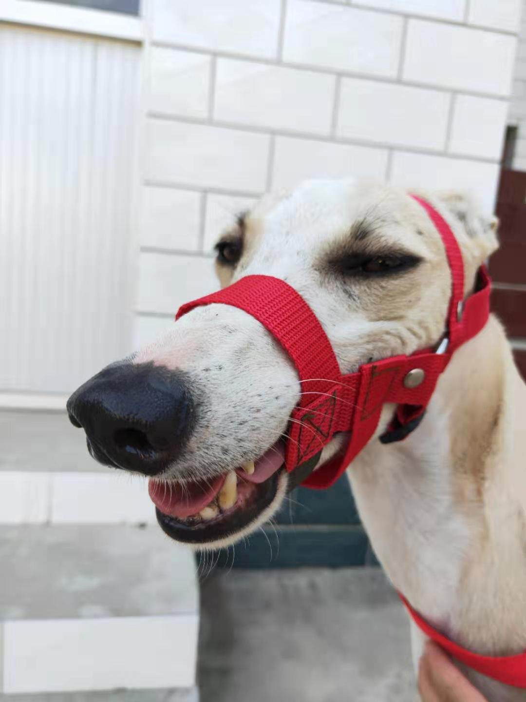 细狗特犬惠比特惠比嘴套灵缇中毒叫乱防咬笼防嘴套