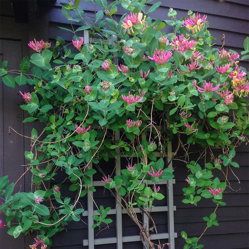 红豆园艺京红金银花大苗藤本爬藤盆栽花卉绿植时令草本花卉