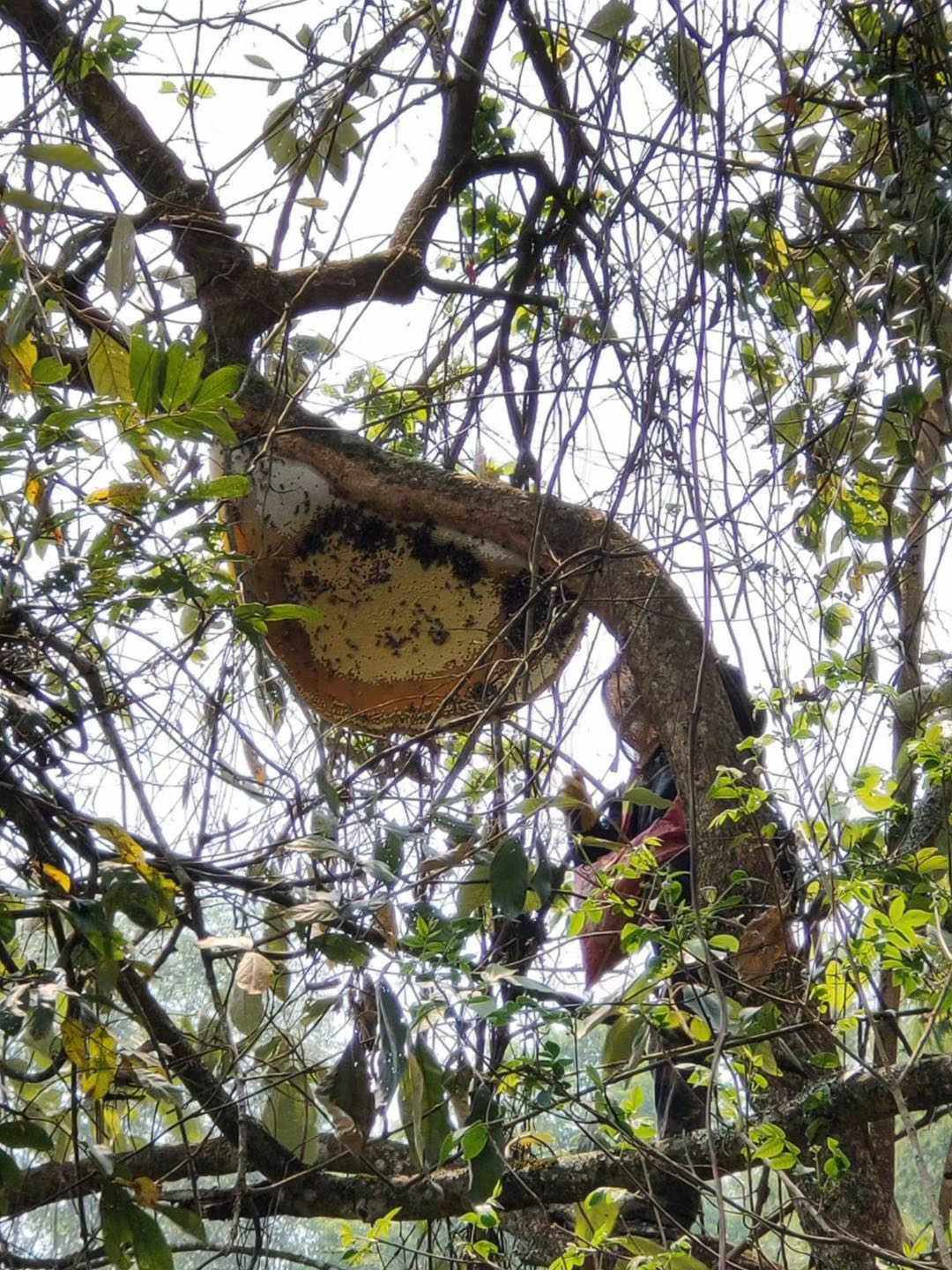 云南野生大挂蜂蜜原始森林大排蜂蜜纯正天然百花蜜雨林马叉蜂巢蜜