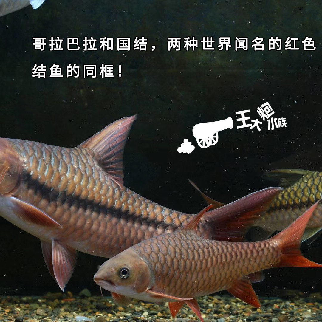 哥拉巴拉 吉罗鱼山河活体马来西亚红吉罗稀有观赏鱼tembat丁加奴