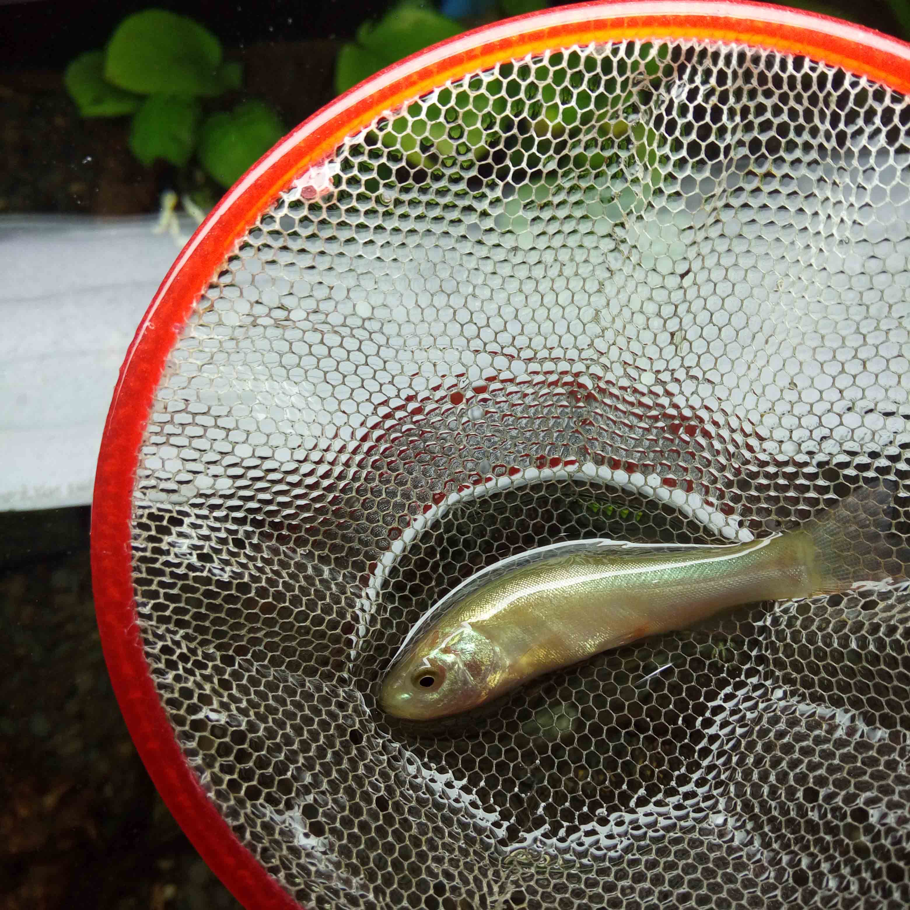 丁鱥鱼丁桂鱼医生鱼活体冷水鱼原生鱼观赏鱼工具鱼清理残饵
