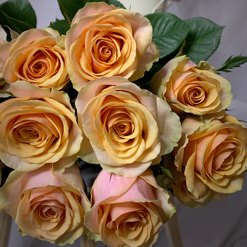 鲜花玫瑰yoyo花花世界迪威威娜花黄粉色怒放型生日鲜花速递同城