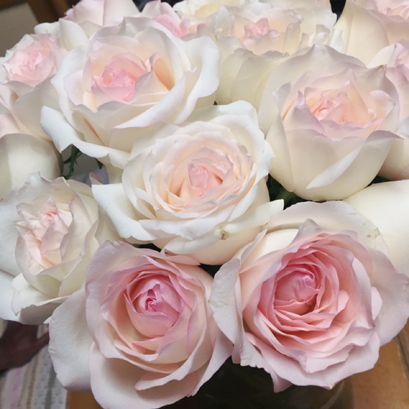 鲜花云南小白兔玫瑰白玫瑰女友老师同学办公室花瓶鲜花速递同城