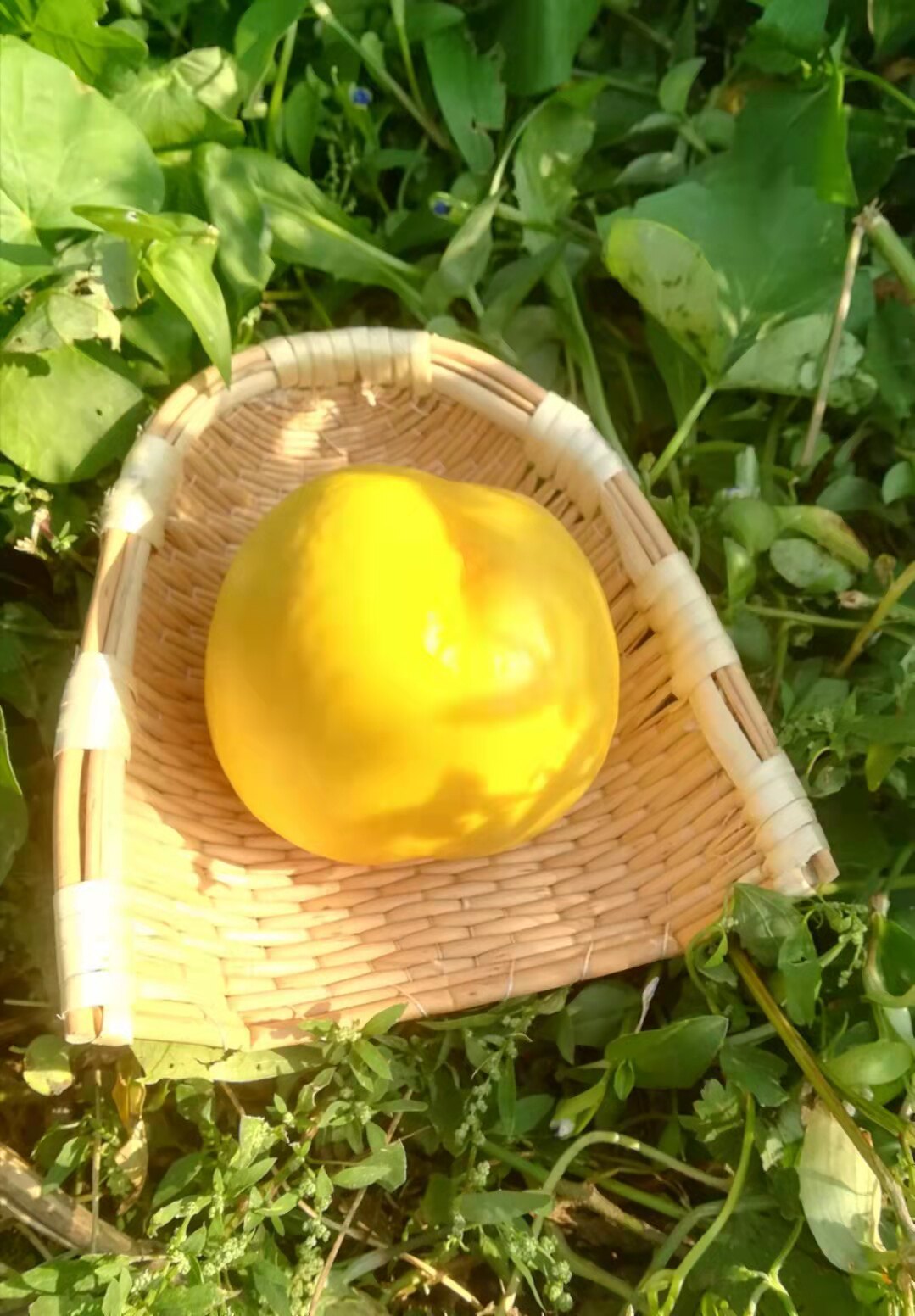 辽宁黄桃大连农产品水果新鲜当季大油油桃脆甜桃