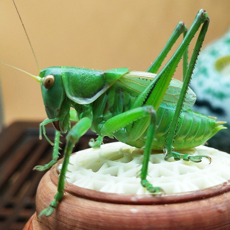 鸣虫人生直播间活动专拍蝈蝈活体蟋蟀竹蛉葫芦特色爬宠