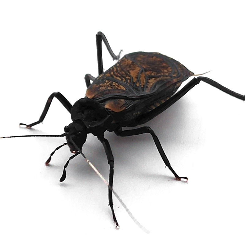 大小鸣虫葫芦蟋蟀仙子花蛉麒麟小黄金钟蛉金特色爬宠