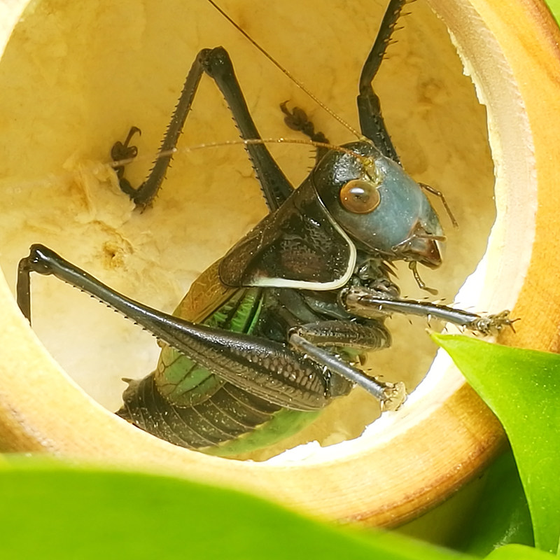 蝈蝈活鸣虫新活体精品大号炮筒宠物昆虫铁皮其他爬虫