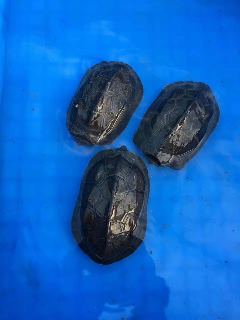 黑腹墨龟苗活体全黑小乌龟外塘中华草龟苗镇宅风水招财龟乌龟活物
