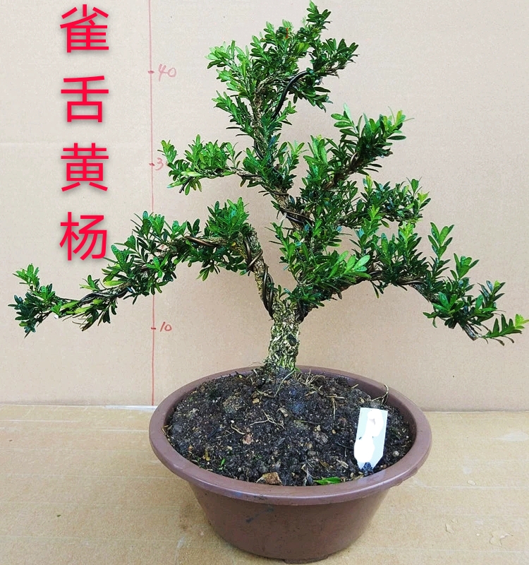 名贵四季熟桩老桩杨树黄杨树正宗小叶造型绿植绿植