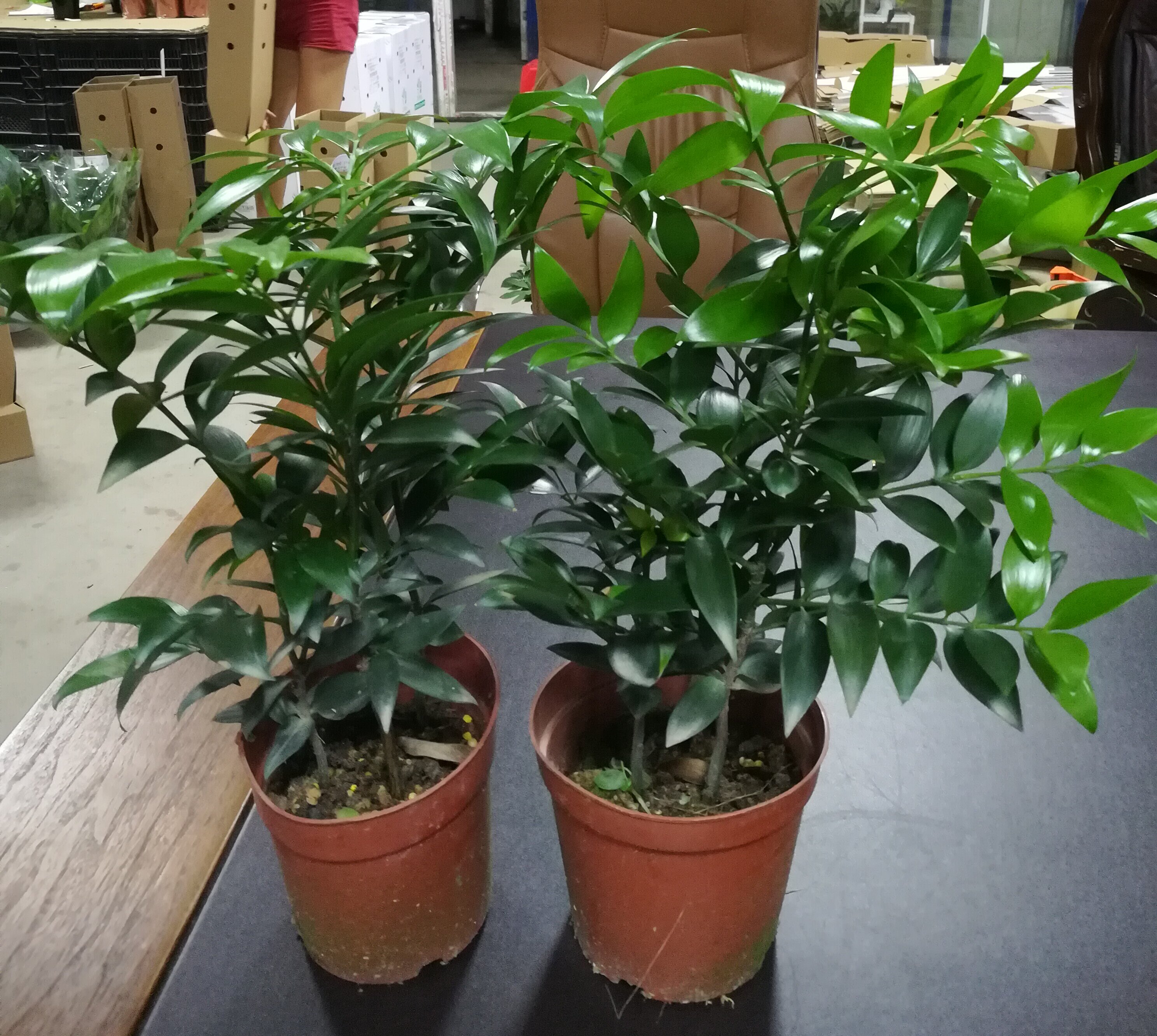 柏越驱蚊办公桌室内盆栽观叶水培耐阴植物四季常绿绿植