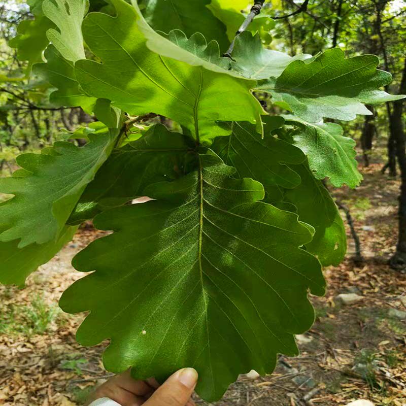 200片新鲜伯乐叶东北大槲树绿色玻璃叶子粽子干花