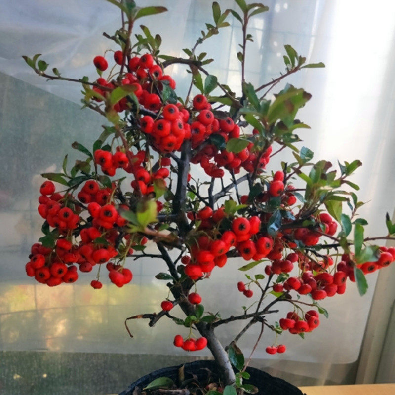 火棘沙棘盆景吉祥果盆栽满堂红树桩绿植植观植物绿植