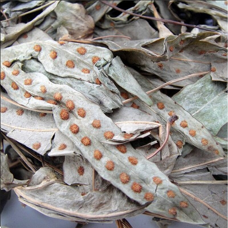客家鸭掌草 鸭脚草 开胃消食鹅掌金星草草药煲汤食材250g包邮