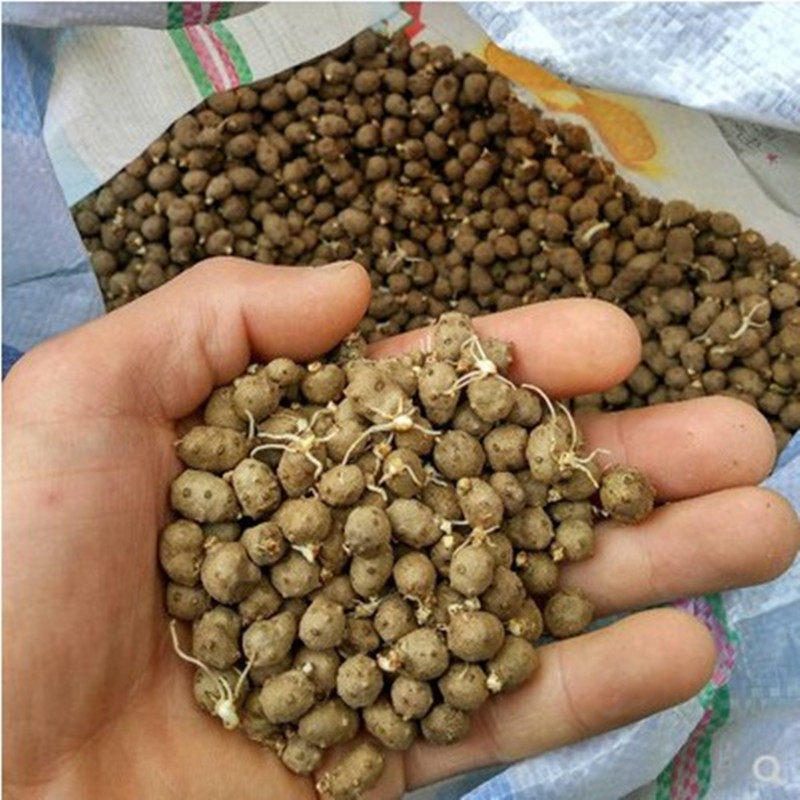 山药种子2019年发芽山药蛋新山药豆种育苗家庭园艺种子