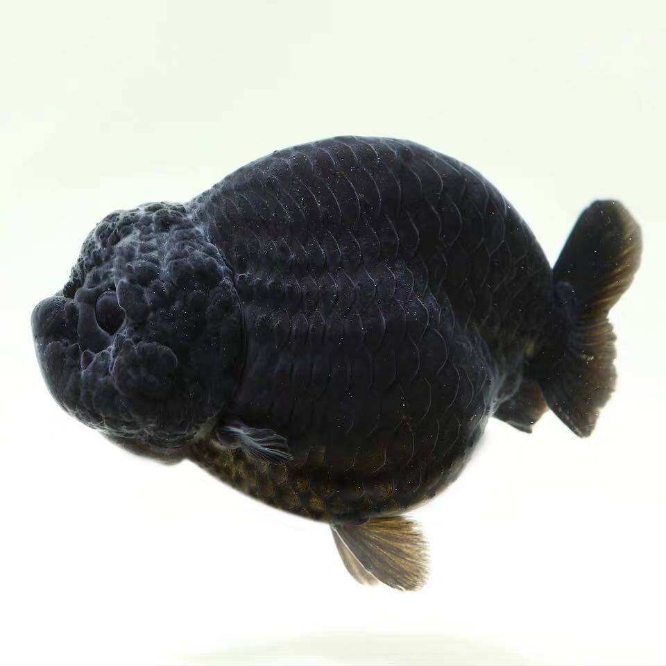 金鱼活体观赏鱼冷水鱼精品品兰寿泰泰狮蝶尾淡水鱼鱼